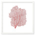 red sea fan white square frame